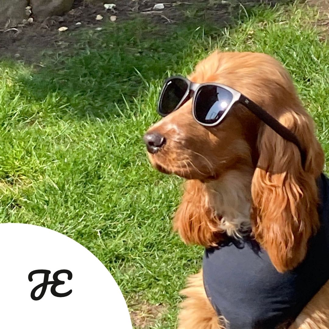 Doggie Sunglasses 🐾🕶️ - Jake Ellis®